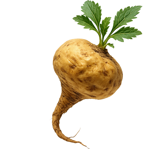 Korzeń maca